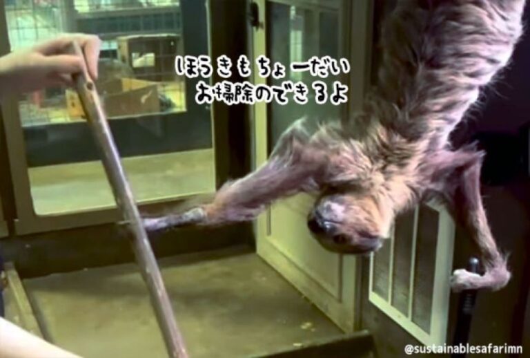 お手伝いするよ！ナマケモノが逆さまの状態でチリトリを持ってお掃除をアシスト