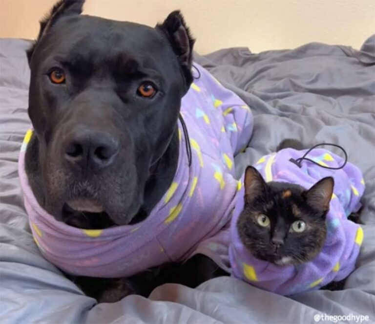 小さな時から猫と育った大型犬、7年後には猫化が完了