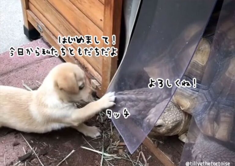 初めて会ったときから惹かれあった子犬と亀の友情は今でもずっと続いているよ