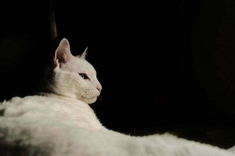 中国の飼い猫の起源は1400年前、シルクロードを旅してやってきた
