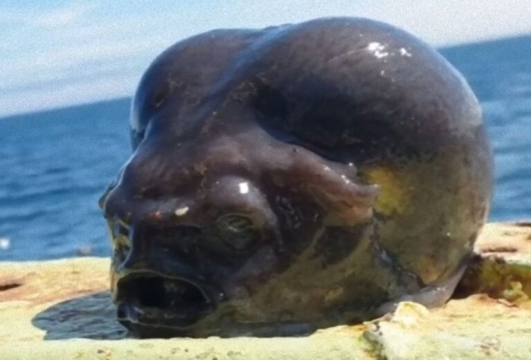 エイリアンの頭？水中から引き揚げられた謎生物の正体は？