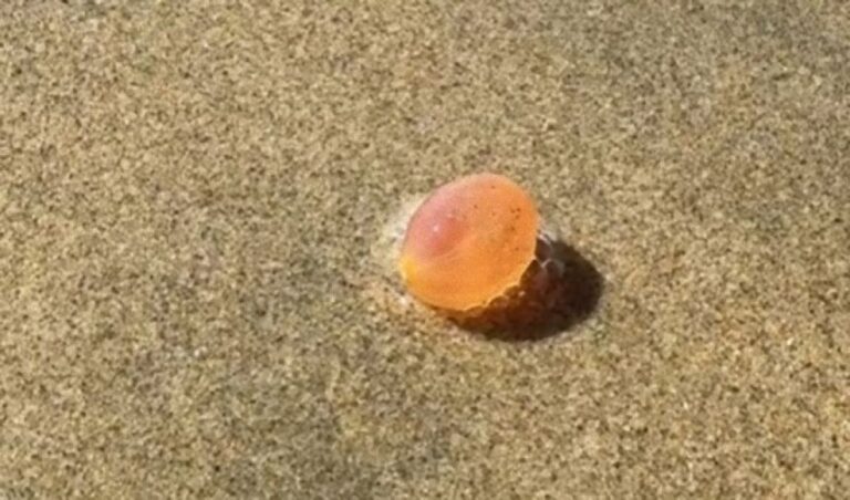 ぷるんとしたブドウみたいな謎の物体を海岸で発見。その正体は？