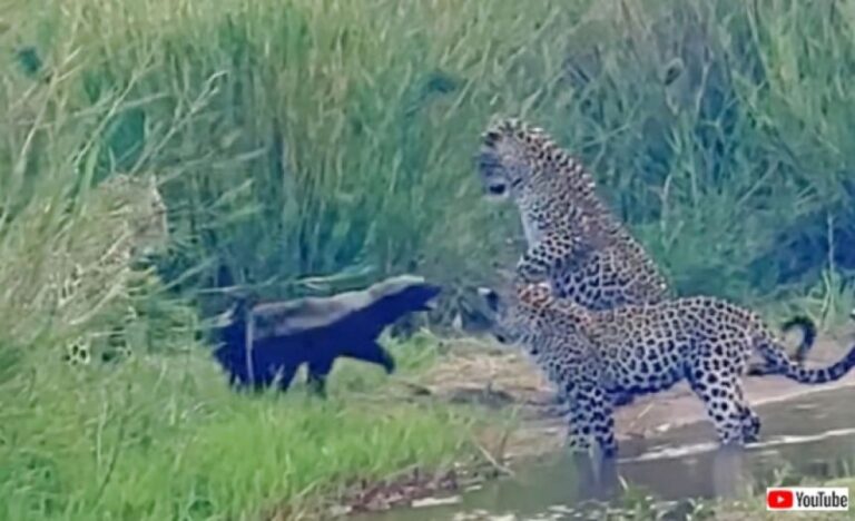 世界一怖いもの知らずの動物、ラーテルがヒョウの母子3匹と対戦、その結末は？