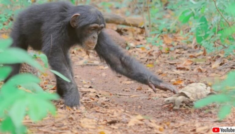 これボクのペットにする！野生のチンパンジーが亀そっくりのスパイカメラに愛情を示す