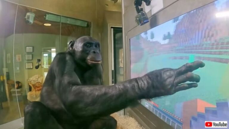【R.I.P】人と話すのが大好きだった天才ボノボ「カンジ」が44歳でこの世を去る