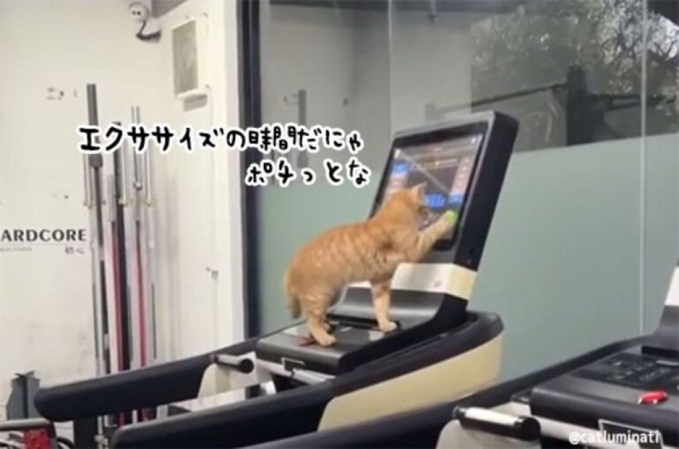 ニャンコ先輩すごい！ルームランナーのパネルを操作し、エクササイズに励む猫