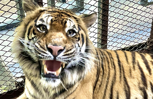 20年間無許可運営を続けてきた動物園『ノースサファリサッポロ』9月末までに閉園すると発表！500匹余りの動物がどうなるのかは不明