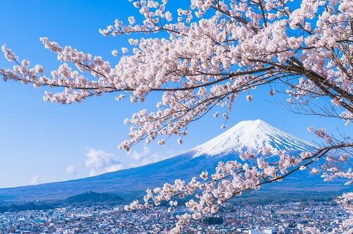 日本人、毎年誰かが日記に「今年初めて桜が咲いた」と書く→結果、機械も無い◯◯年前からの開花データが揃ってしまうｗｗｗｗ