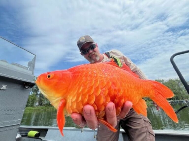 アメリカでまたしても巨大金魚がぞくぞく！飼えなくなっても放流しないよう呼びかける