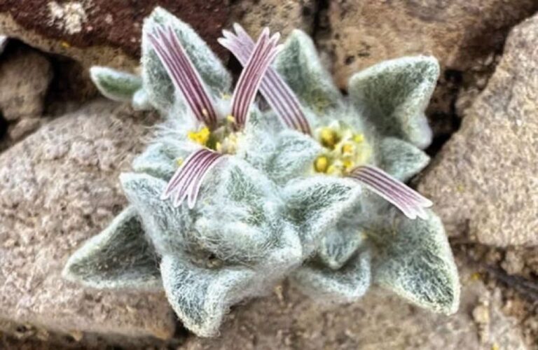 リボンつけてるみたい！アメリカで新種の植物を発見、「ウーリーデビル」と呼ばれる