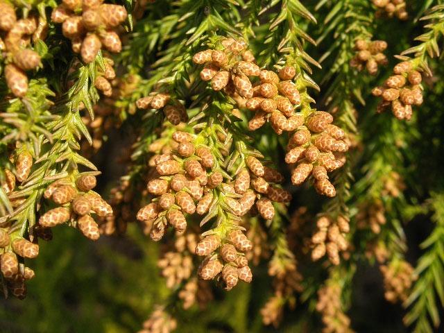 花粉症、ほぼ公害だった
