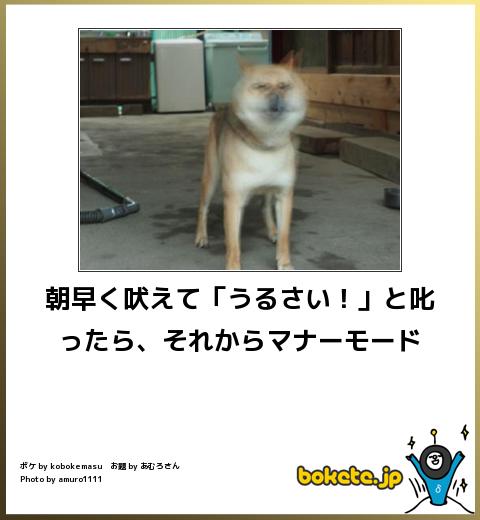 笑った画像を貼って『猫ボケて』