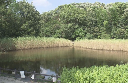 【怖すぎ】埼玉で池の水を抜いた結果、中からとんでもない◯◯◯が出てきてしまう……うわああああ((((( ；ﾟДﾟ)))