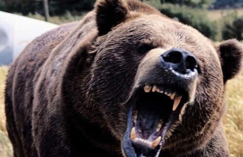 【悲報】自然保護団体さん「クマが絶滅しちゃう！」 鳥獣保護管理法改正案に警鐘 →斬新すぎる解決方法がこちらｗｗｗｗｗｗｗｗ
