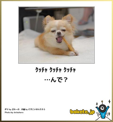 笑った画像を貼って『ペットの代わりｗｗｗｗｗ』
