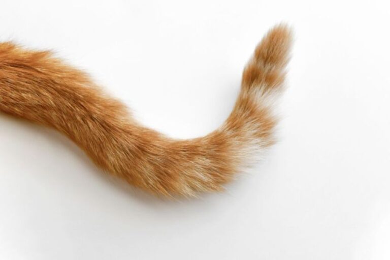 なんだこいつ！自分の尻尾を捕まえた茶トラ猫。だがここからが面白かった