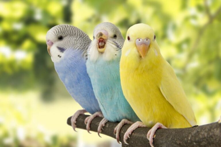 モノマネ上手のセキセイインコの発声の仕組みは人間に近いものだったことが判明！