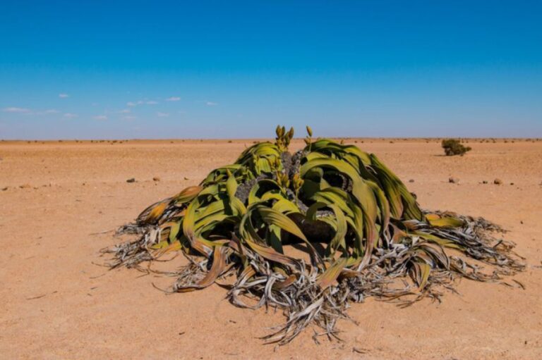 数千年生きる個体も！脅威の寿命を持つ植物「ウェルウィッチア」