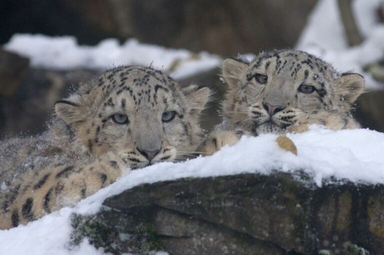 レア映像、ユキヒョウ4頭が雪山を歩いている姿が目撃される