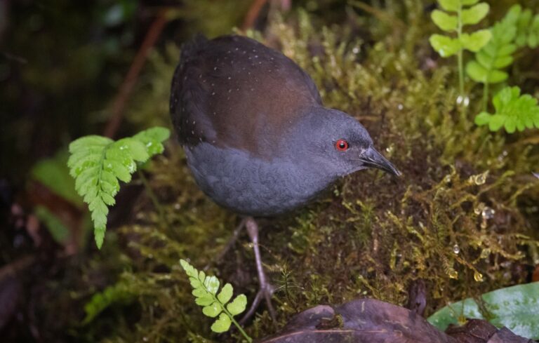 うれしいニュース！絶滅と思われていたガラパゴスの鳥が190年ぶりに発見される