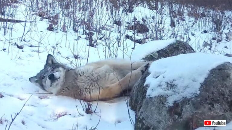 オオカミが猫のようにスリスリ！スカンクのニオイ付きの岩に野生動物たちがメロメロに！