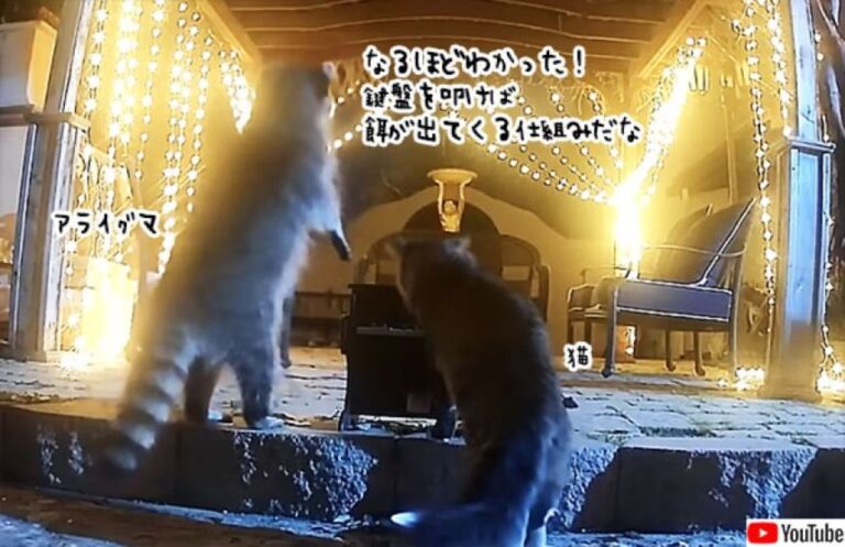 アライグマ、餌が出てくるピアノでジャズの名曲を完成させてしまう（要音声）