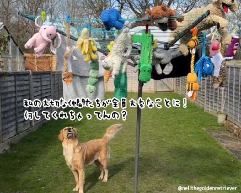 私の仲間たちに何してくれちゃってんの！ぬいぐるみを洗濯されて困惑する犬