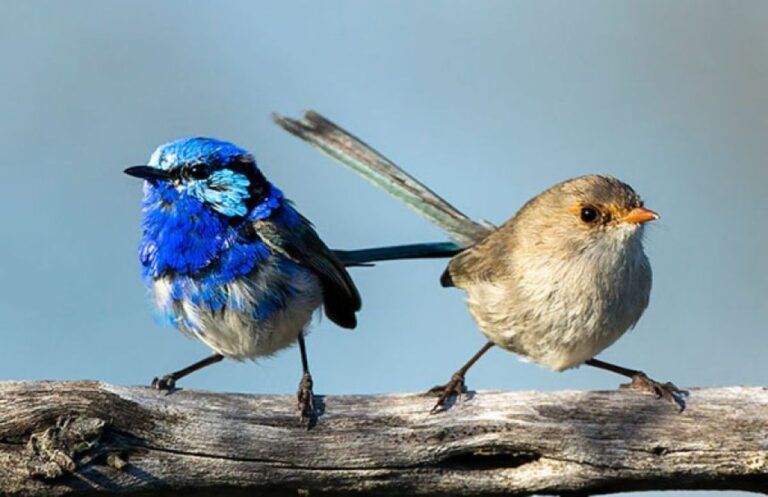鳥にも個性があり、鳴き声に性格が表れていることがオーストラリアの研究で判明
