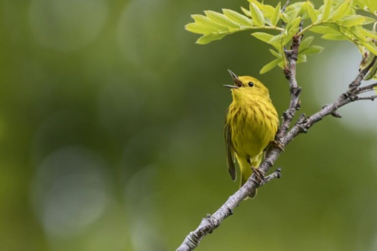 ガラパゴスの鳥に異変、車の騒音に悩まされ、攻撃的な性格に変貌