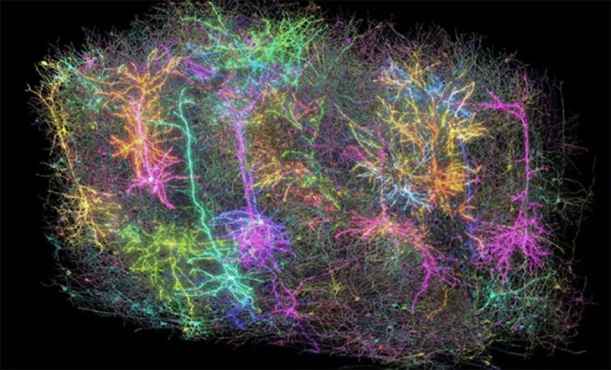 まるで宇宙！マウスの脳の神経細胞84,000個を再現した3D地図から紐解く記憶と知性の謎
