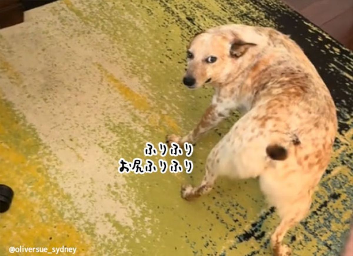 誘ってる？犬が飼い主にお尻を向けて全力ふりふり