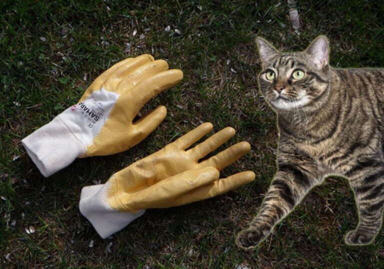 近所の家から次々と園芸用手袋が消える事件、犯人は手袋コレクターの猫だった！