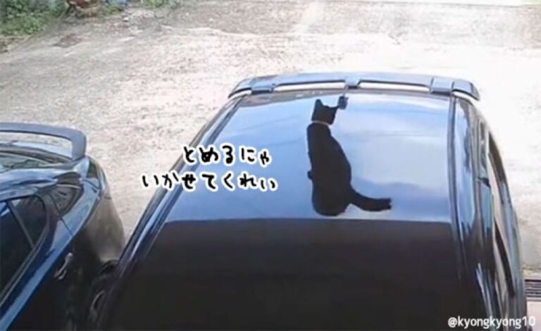 ちゃんと降ろしたはずなのに、走り出した瞬間に車に飛び乗りついて行ってしまう猫