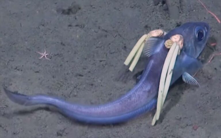 頭に2束のリボンを付けた深海魚を南極で発見、だがリボンの正体は驚くべきものだった