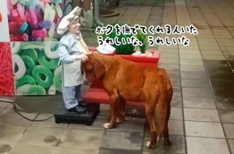 人のぬくもりが欲しくて人形に頭を差し出した孤独な野良犬の運命が変わるまでの物語