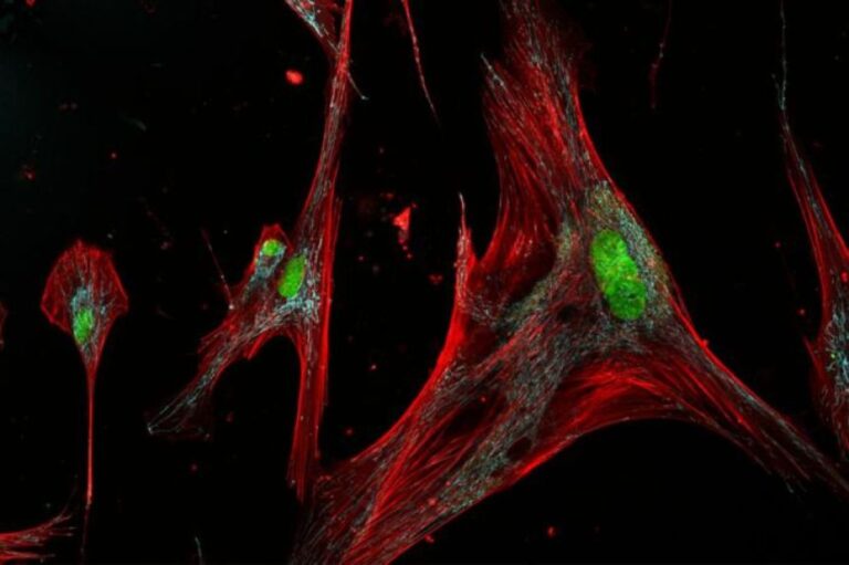 皮膚のゾンビ細胞に3タイプ、老化を促すものと治癒を助けるものがあることが判明