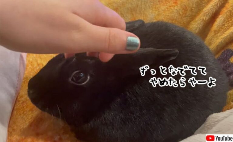 甘えん坊のうさぎ、撫でるのをやめた瞬間、ホリホリで催促する仕草がかわいい