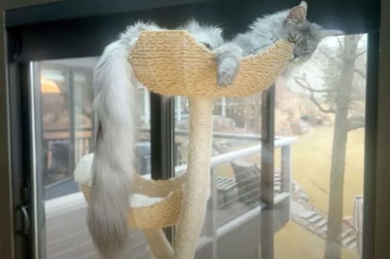 「現存する世界一長い尻尾の猫」のギネス世界記録が更新される