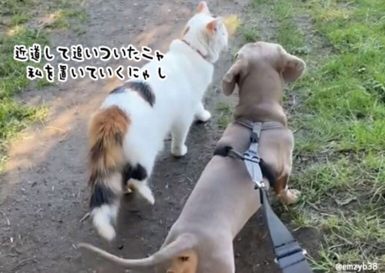 犬を散歩に連れて出かけた10分後に猫が合流！近道を使ってこっそりついてきた
