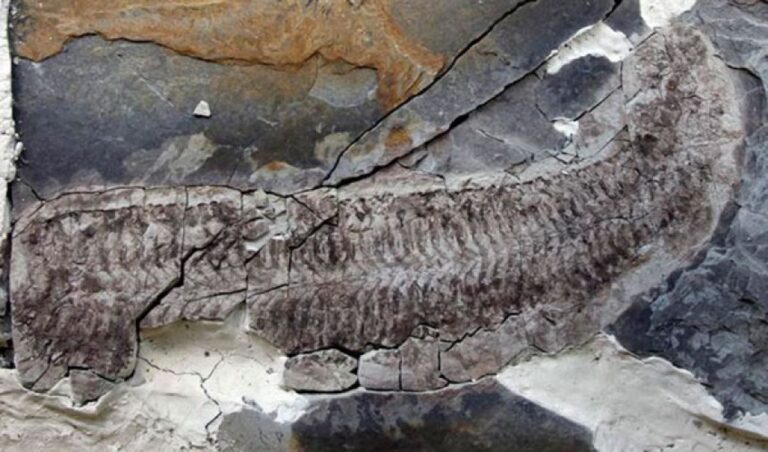 足も頭もないが内臓だけが残された4億4400万年前の新種の古生物「スー」の化石