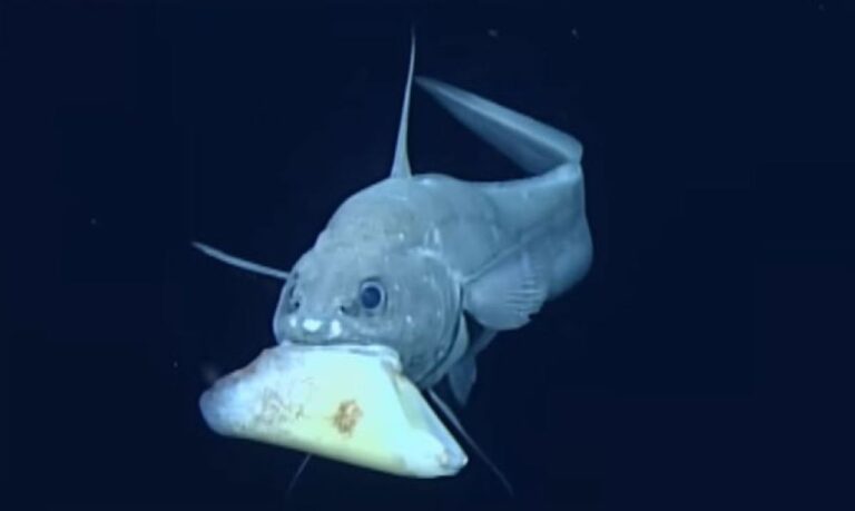 深海魚の不思議、別々の進化を遂げたはずなのに、なぜか共通の遺伝子変異を持っていた