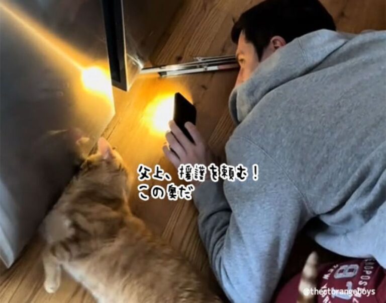 お父さんと猫による、おもちゃ救出大作戦！