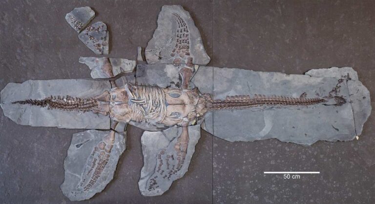 約1億8000万年前の新種のプレシオサウルスの全身化石が発見される
