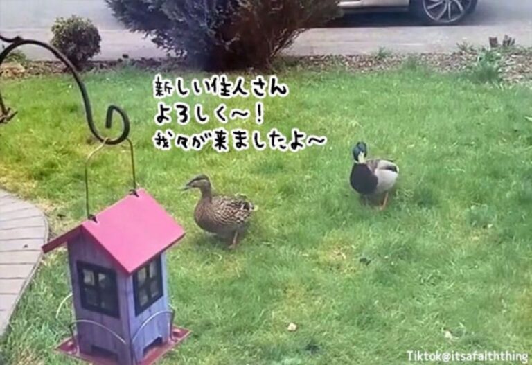 「そうそう、この家はカモ付き物件です」引っ越し後にメモを発見、本当だった！