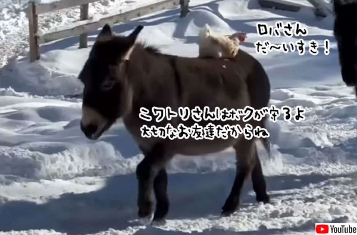 仲間にいじめられていたニワトリがロバに守られ、大親友になるまでの物語