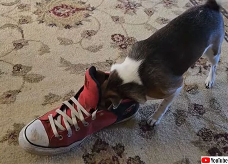 くっさっ！でももう一回！スニーカーの臭いを嗅いだ犬、なぜかリトライしてしまう。
