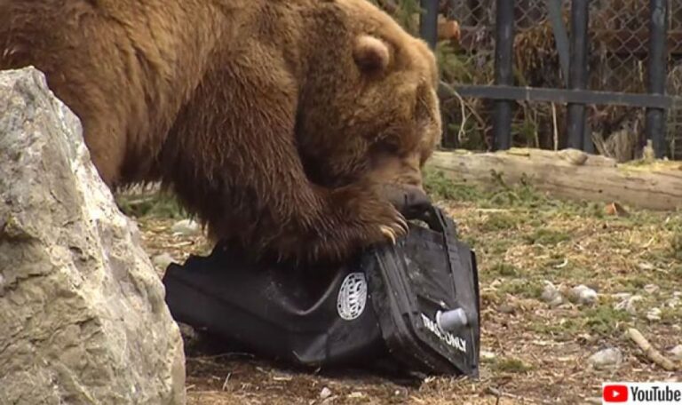 クマが踏んでも壊れない？ゴミ箱の強度を調べるため、動物園のハイイログマがテスト中