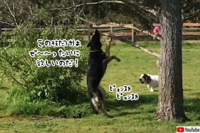 この棒・イズ・マイベスト！最高の1本を見つけてしまった犬のがんばりをご覧ください