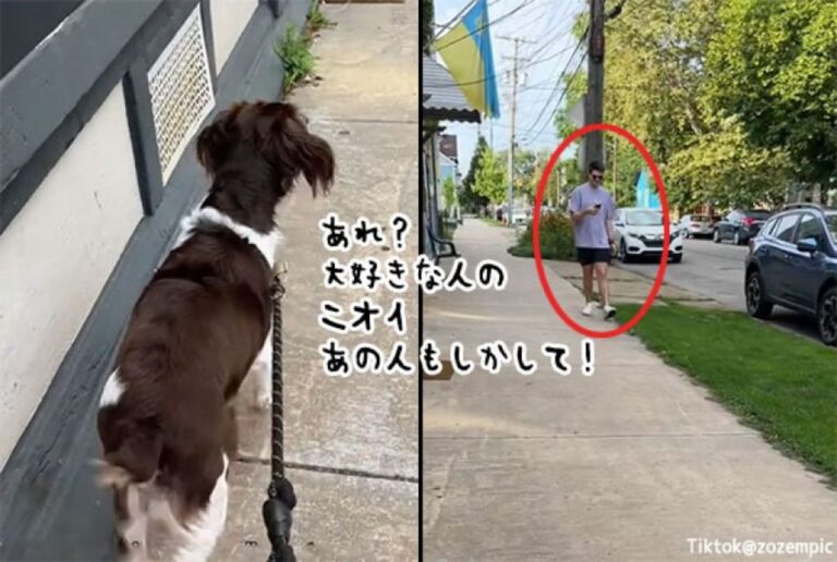 こんな動画だけ見ていたい。大好きなおじさんを半年ぶりに発見した犬の反応に心がとろける