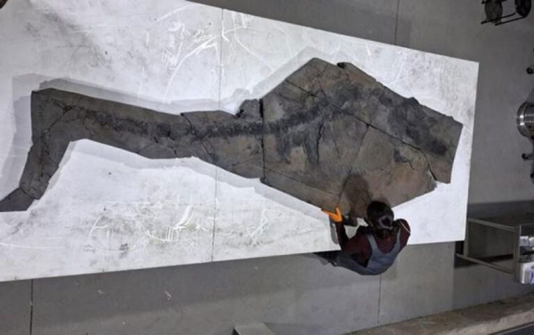 1億3100万年前の妊娠中の魚竜の完全な化石が発見される
